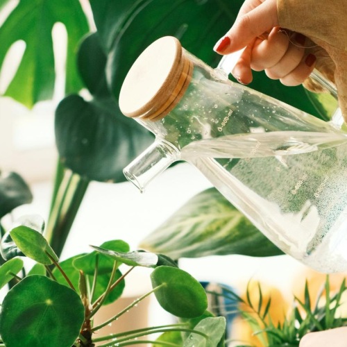 a person watering a plant